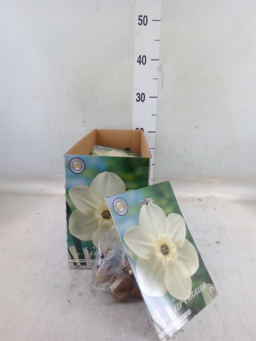 <h4>Flowerbulbs, corns or tubers   ...</h4>