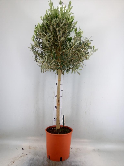 <h4>Olea europaea</h4>