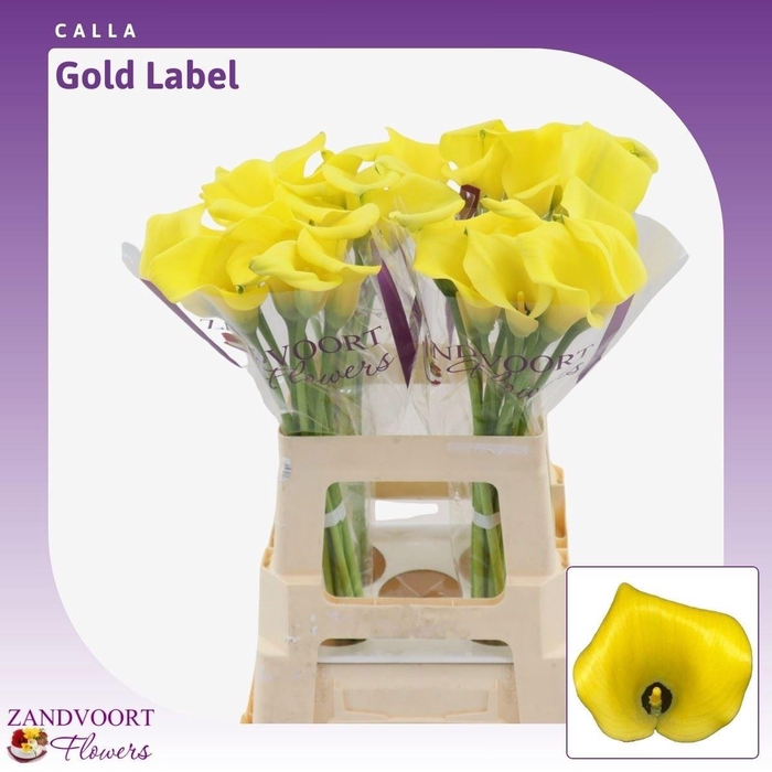 <h4>ZANT GOLD LABEL</h4>