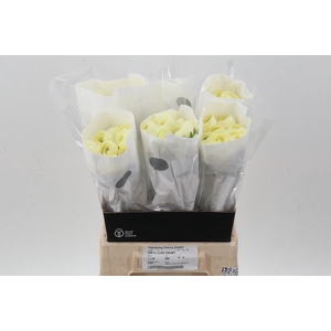 Ran Cloni Creamy 45cm Ecu