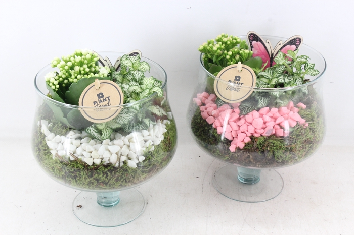 <h4>arr2 PL - Glas op voet - roze/wit</h4>