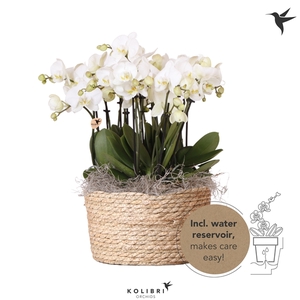 Kolibri Orchids Mono Ghent in Reed Basket with wateringsystem