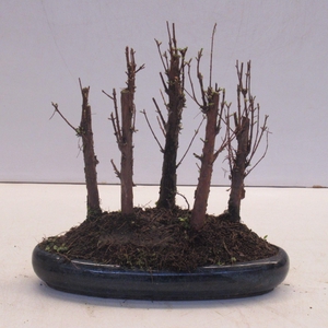 Metasequoia glyptostroboides, 30 cm., group 3-4 stem