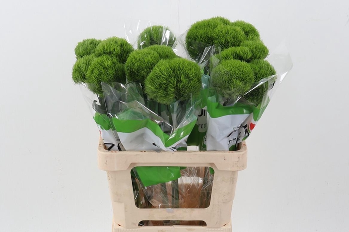 <h4>Di Barb Kiwi Mellow X25</h4>