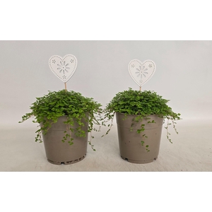 Soleirolia soleirolii 12 cm met hartje