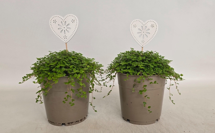 <h4>Soleirolia soleirolii 12 cm met hartje</h4>