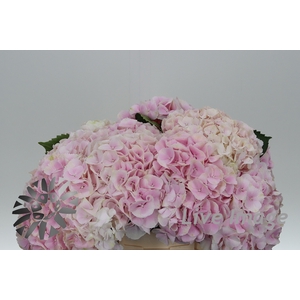 Hydrangea my beautiful matcha