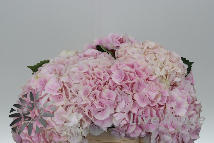 <h4>Hydrangea my beautiful matcha</h4>