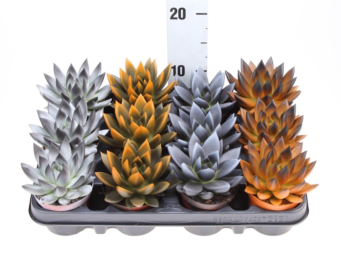 <h4>Echeveria  'Miranda'</h4>
