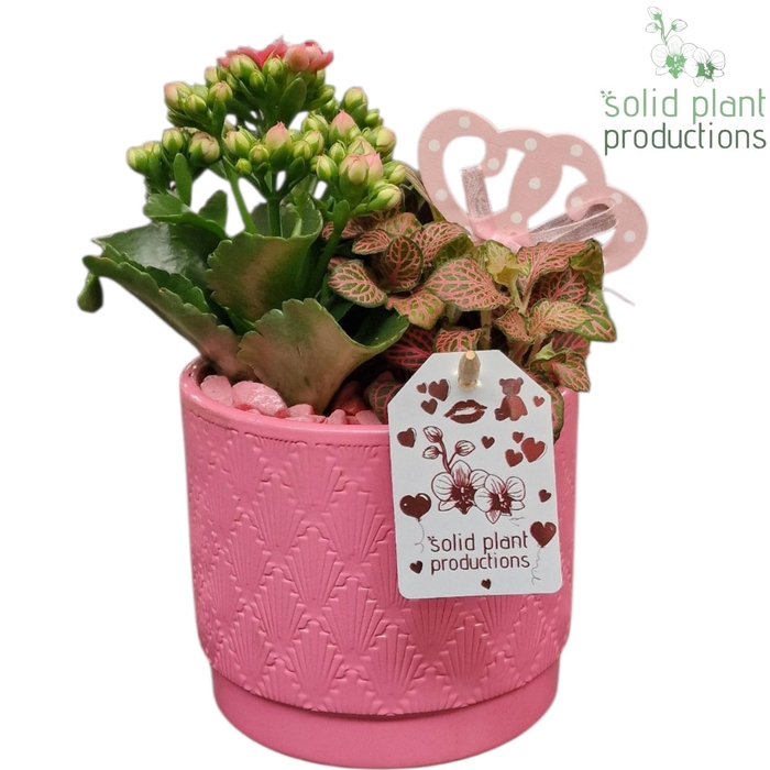 <h4>KE001 Ariël Pink VM</h4>