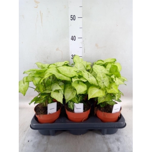 Syngonium  'White Butterfly'