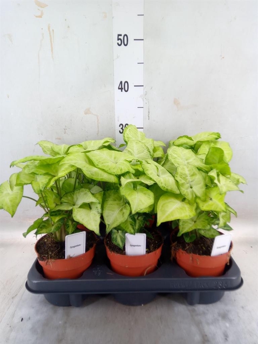 <h4>Syngonium  'White Butterfly'</h4>