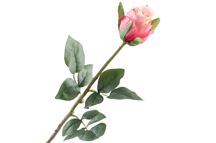 <h4>Rosa Bud Beauty</h4>