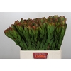 Leucadendron Goldstrike