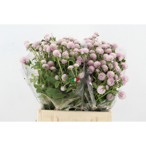 GOMPHRENA LIGHT PINK