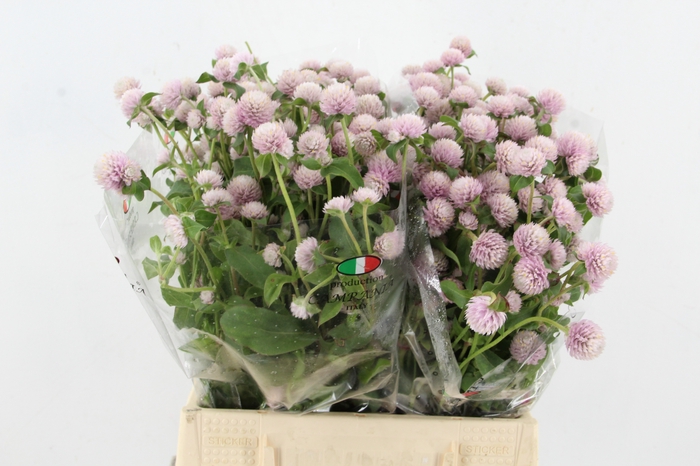 <h4>GOMPHRENA LIGHT PINK</h4>