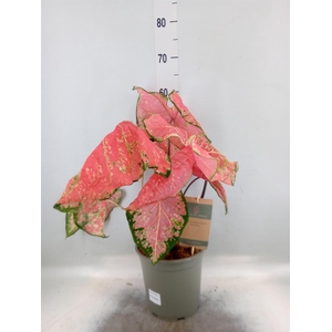 Caladium ...