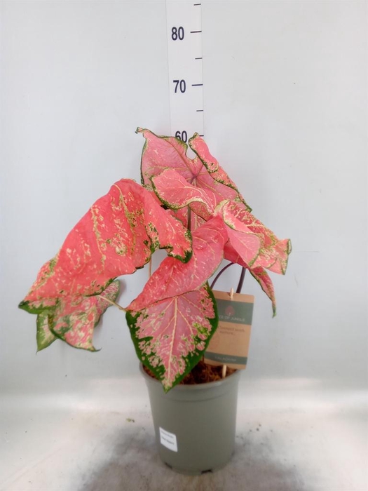 <h4>Caladium   ...</h4>