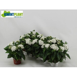 PENT GRAFFI WHITE