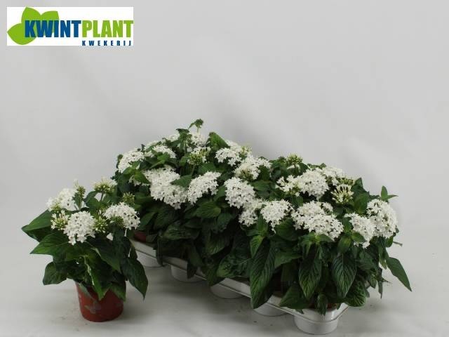 <h4>PENT GRAFFI WHITE</h4>