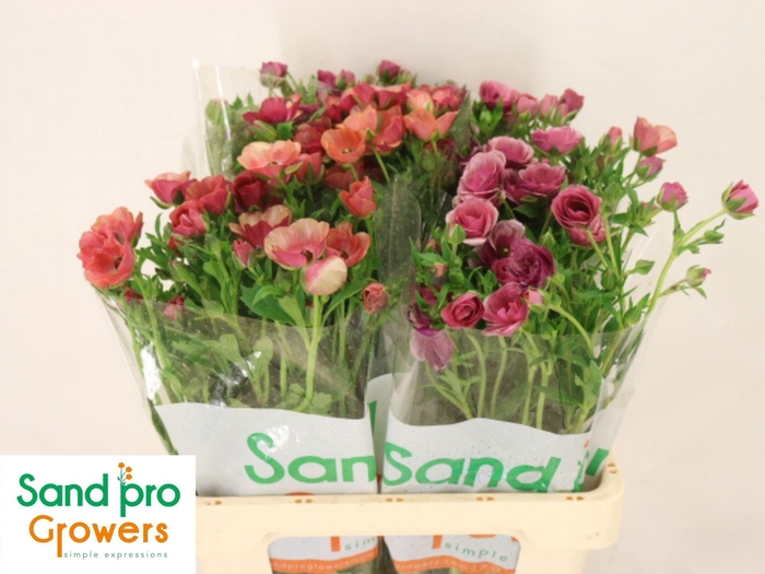 <h4>RAN OVERIG 25 GR.</h4>