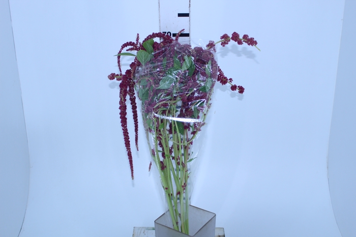 AMARANTHUS DOBRADO 070 CM PINK