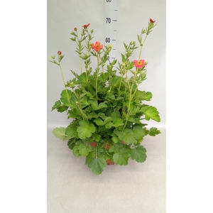 Geum chiloense
