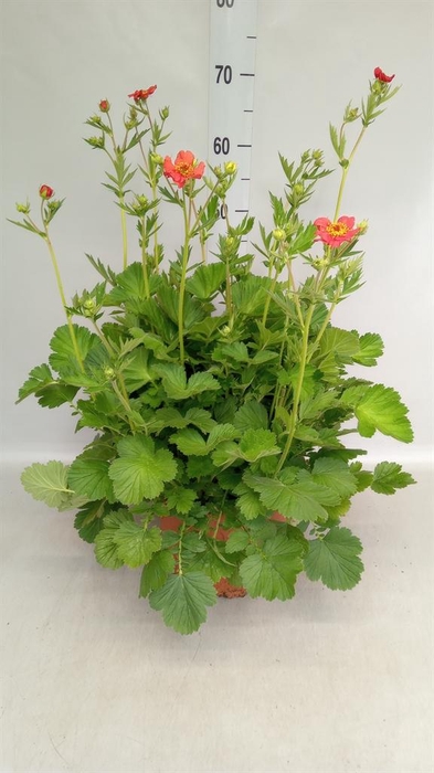 <h4>Geum chiloense</h4>