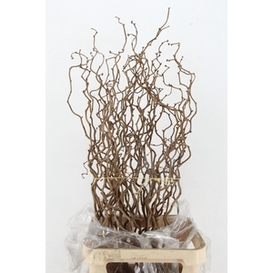 CORYL AV CONTORTA 1 JARIG 120CM