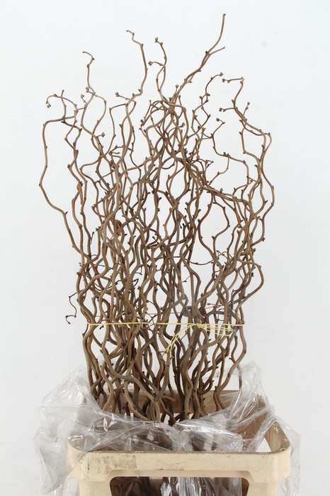 <h4>CORYL AV CONTORTA 1 JARIG 120CM</h4>