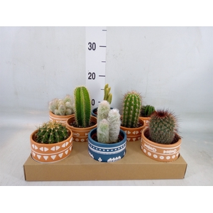 Cactus   ...