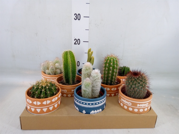 <h4>Cactus   ...</h4>