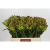 Leucadendron Goldstrike