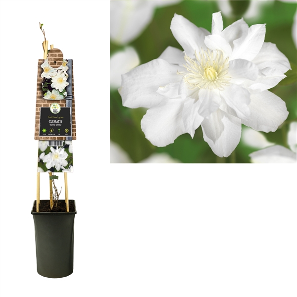 <h4>Clematis 'Sylvia Denny' 3.0 label</h4>