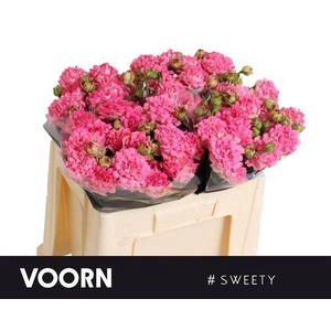 Rosa TR '#Sweety' VOORN