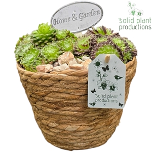 SMP042 Luca Basket Sempervivum