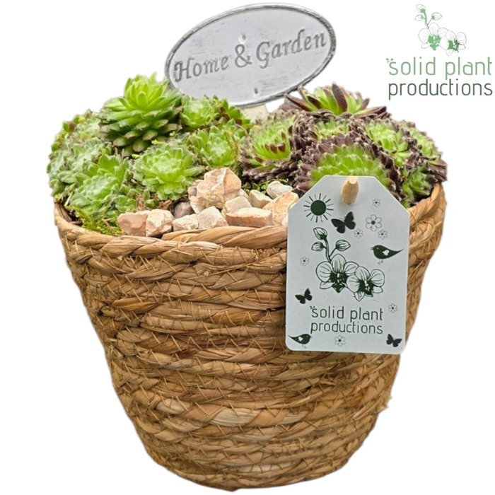 <h4>SMP042 Luca Basket Sempervivum</h4>