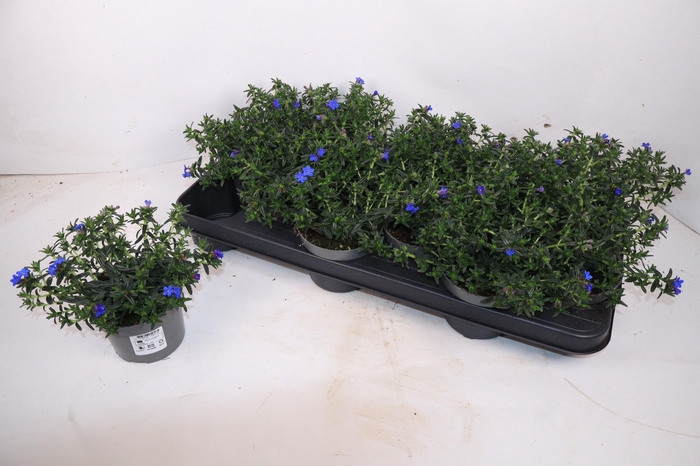 <h4>GLANDO DIFFUSA</h4>