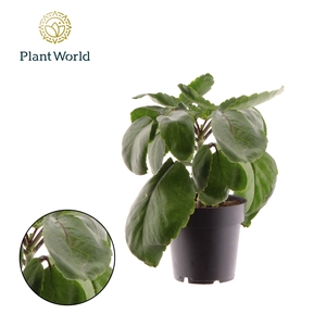 Kalanchoë Pinnata Zanzibar