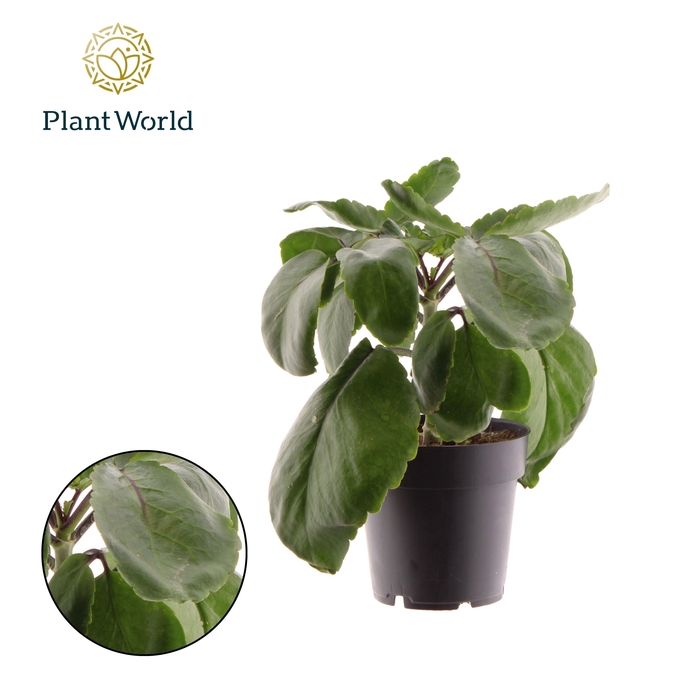 <h4>Kalanchoë Pinnata Zanzibar</h4>