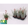 Senecio Hangpot