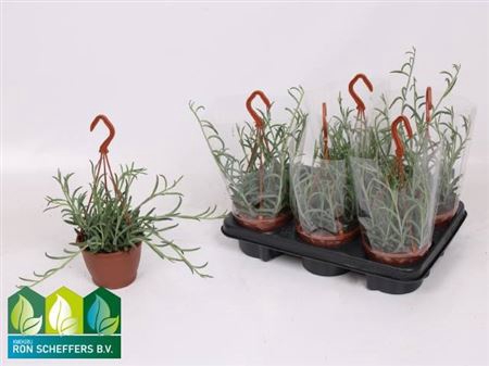 Senecio Hangpot