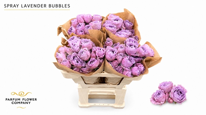 Rosa Spray Lavender Bubbles