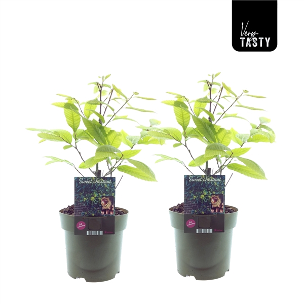 <h4>Castanea Glabra</h4>