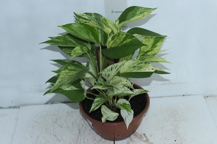 <h4>JIBOIA BRANCO C21</h4>