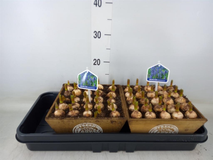 <h4>Arr.  Muscari L%</h4>