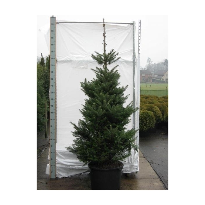 <h4>Abies koreana</h4>