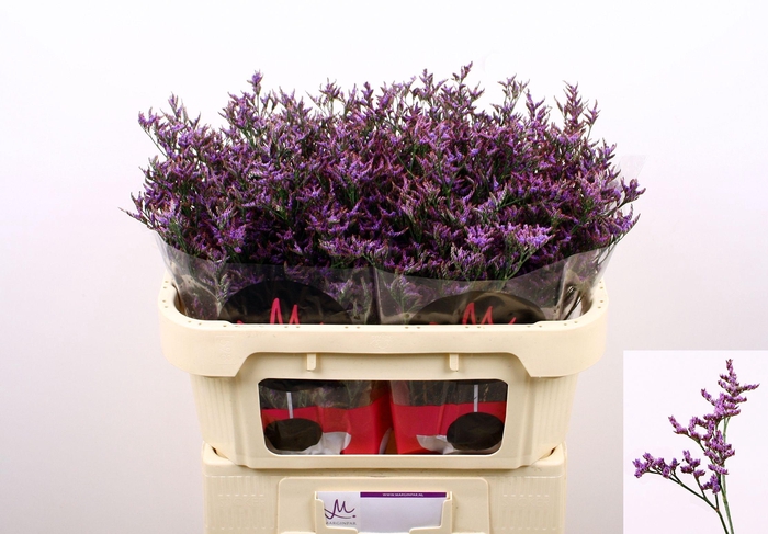 <h4>LIM SAF DARK BLUE</h4>