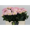 Dahlia Princess Kate