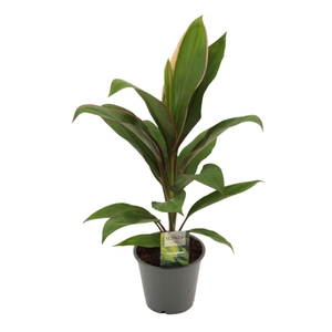 Cordyline Salsa 12 cm